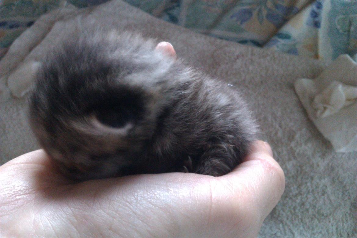 Huskat Bodil - der skal slappes lidt af til tider billede 3