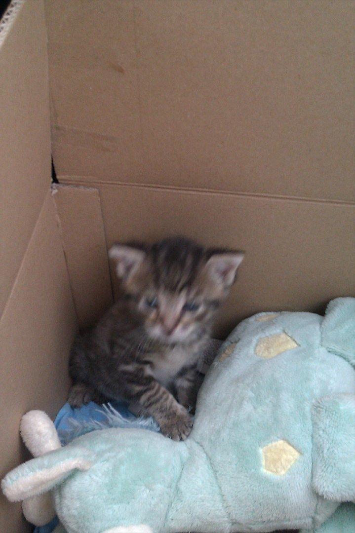 Huskat Bodil - se mig, er jeg ikke dejlig  billede 4