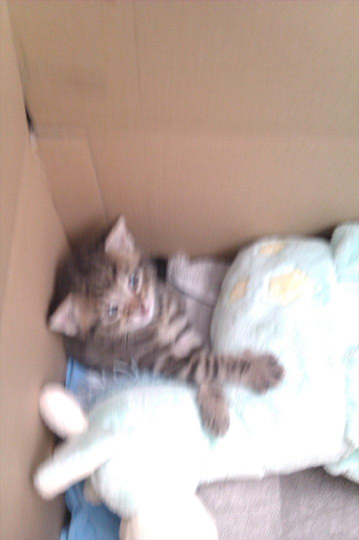 Huskat Bodil - Jeg slapper lidt af og afventer lige situationen. billede 5