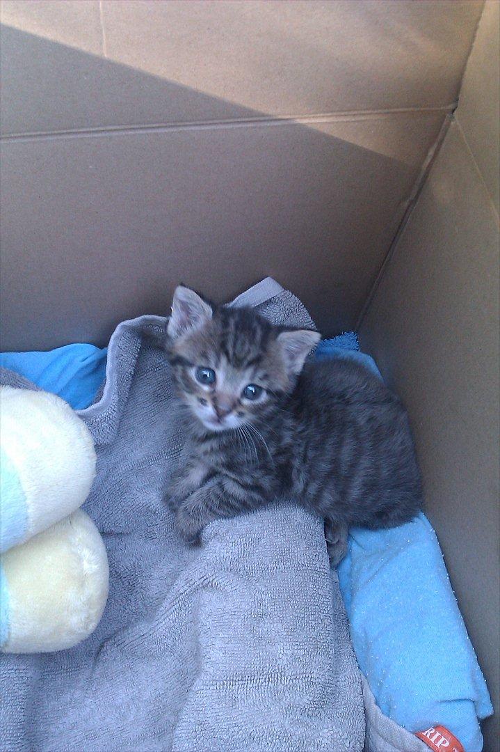 Huskat Bodil - jeg tror snart jeg skal lege lidt men jeg er også på vej til mit midliertidige plejehjem, og det er jeg meget spændt på billede 6