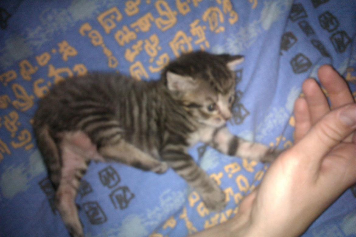 Huskat Bodil - åh jeg slår lige mave og nyder tilværelsen  billede 7