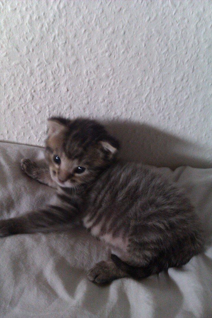 Huskat Bodil - skal vi lege billede 8