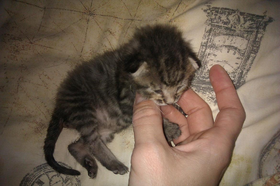 Huskat Bodil - hygger med min madmor billede 9