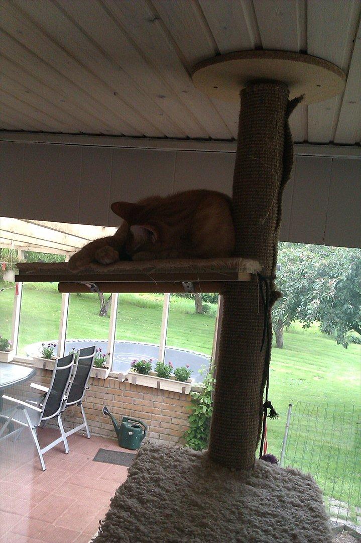 Huskat Tumle - det bedste sted i huset at hygge billede 7