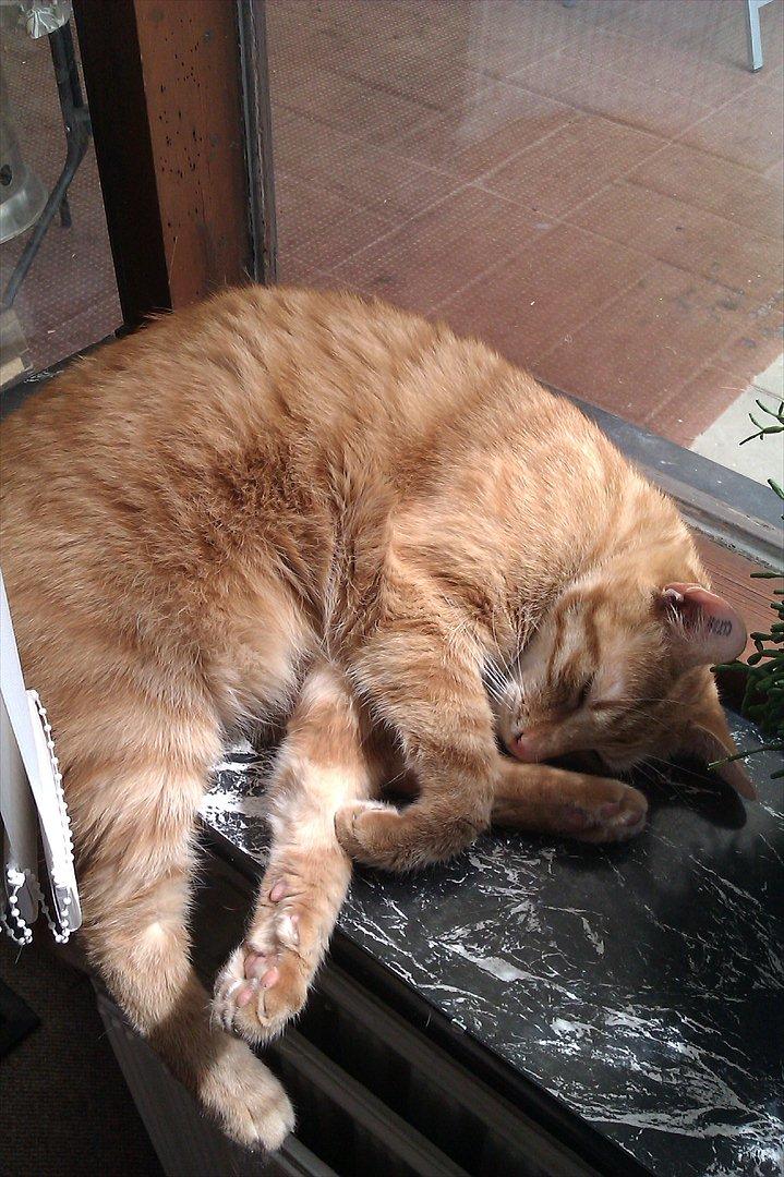 Huskat Tumle - solen varmer så dejligt billede 8