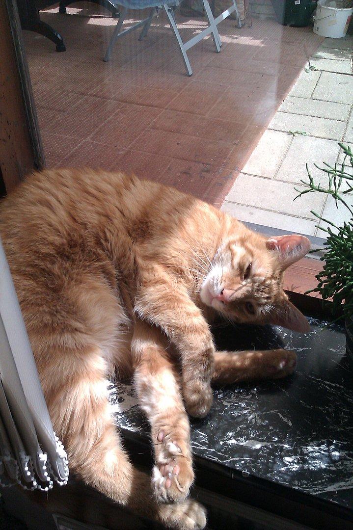 Huskat Tumle - Jeg elsker at hygge, og gerne i selskab billede 9