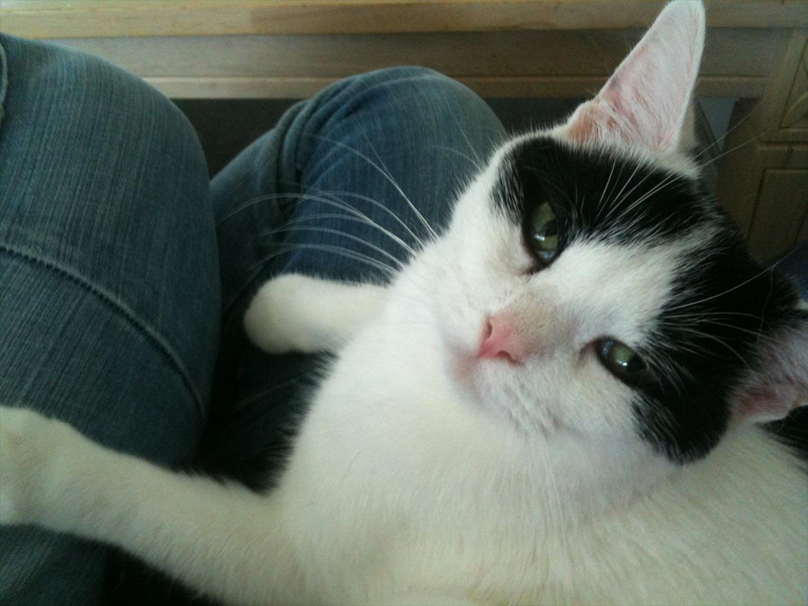 Huskat Mulle. billede 1