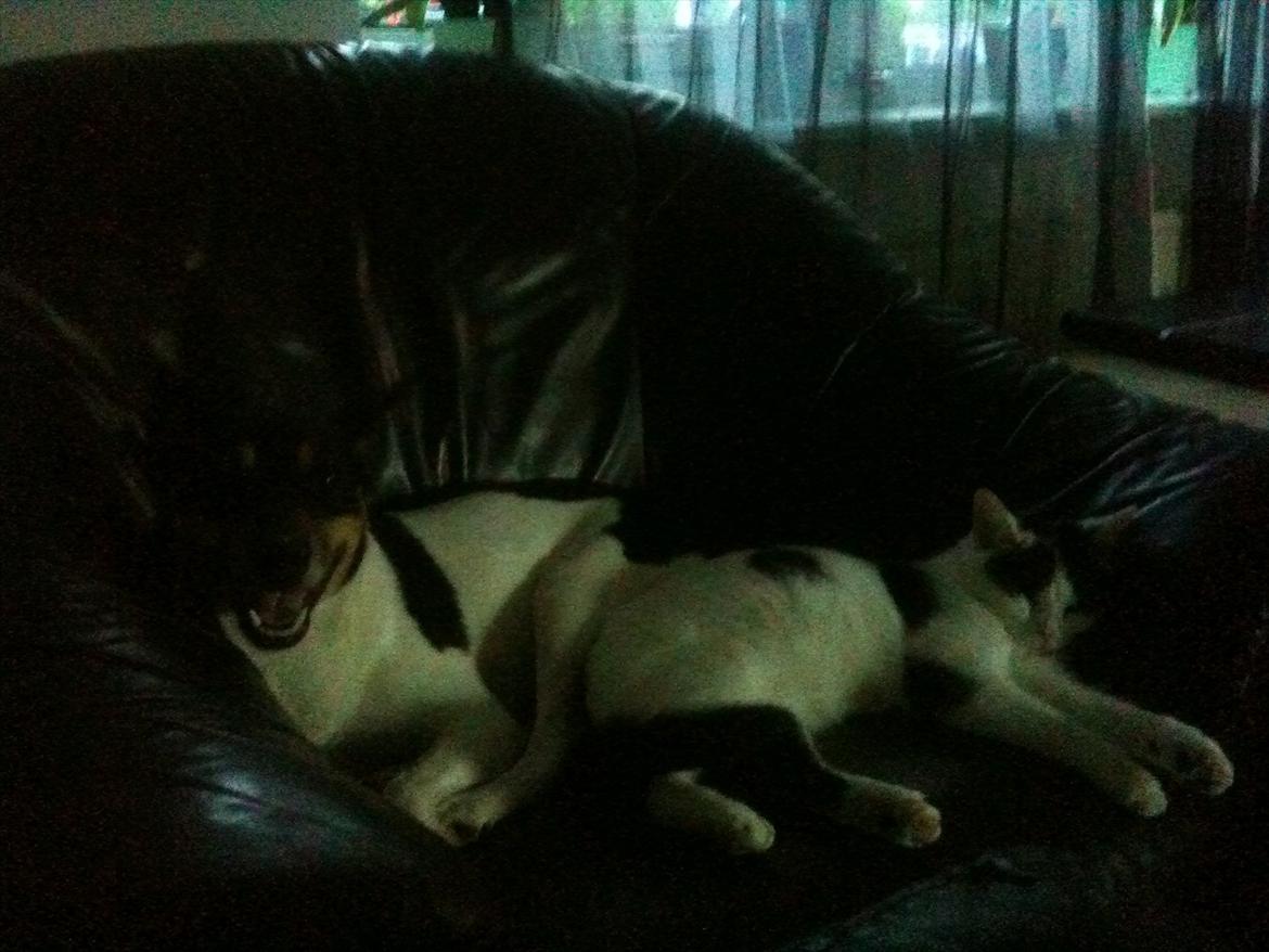 Huskat Mulle. billede 6