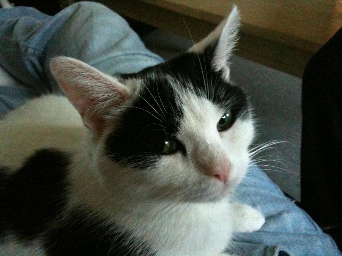 Huskat Mulle. billede 7