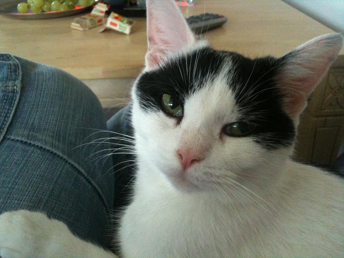 Huskat Mulle. billede 8