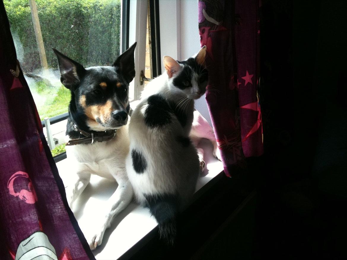 Huskat Mulle. billede 10