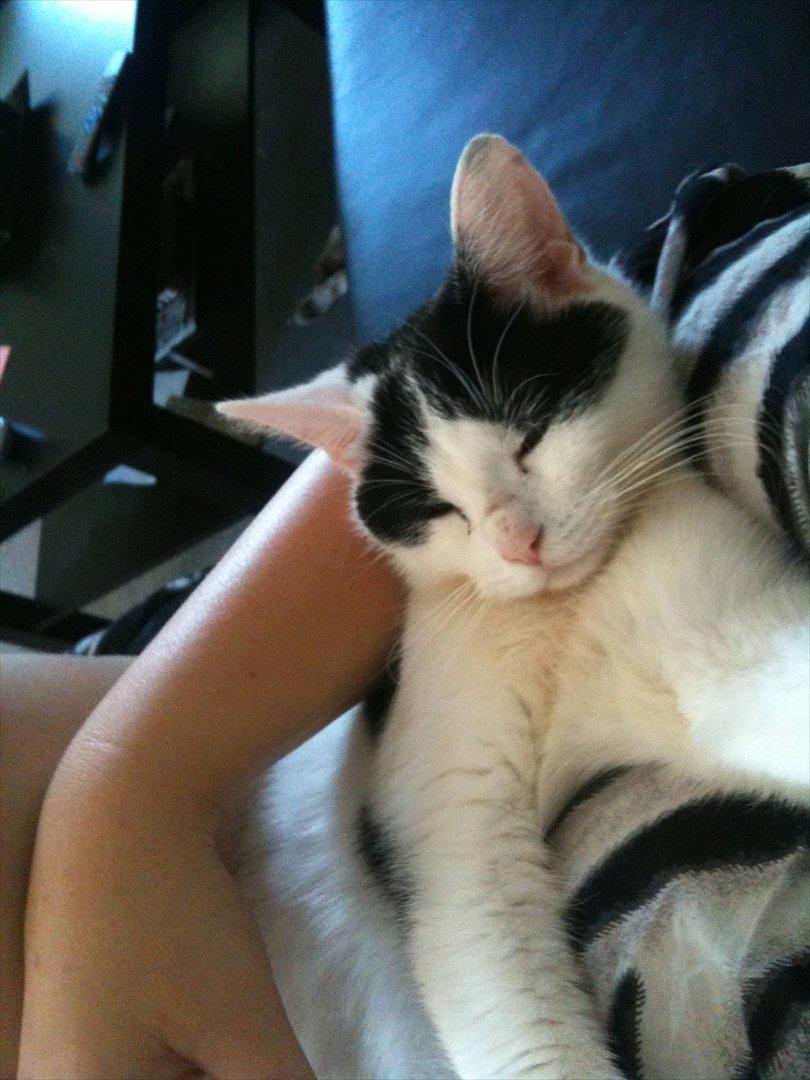 Huskat Mulle. billede 11