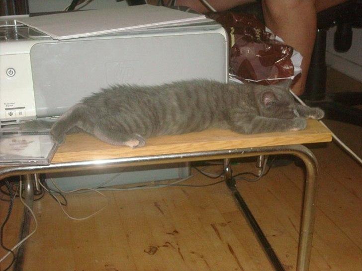 Huskat Abby billede 8