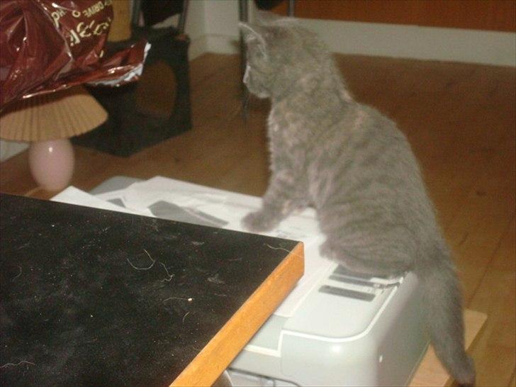 Huskat Abby billede 9