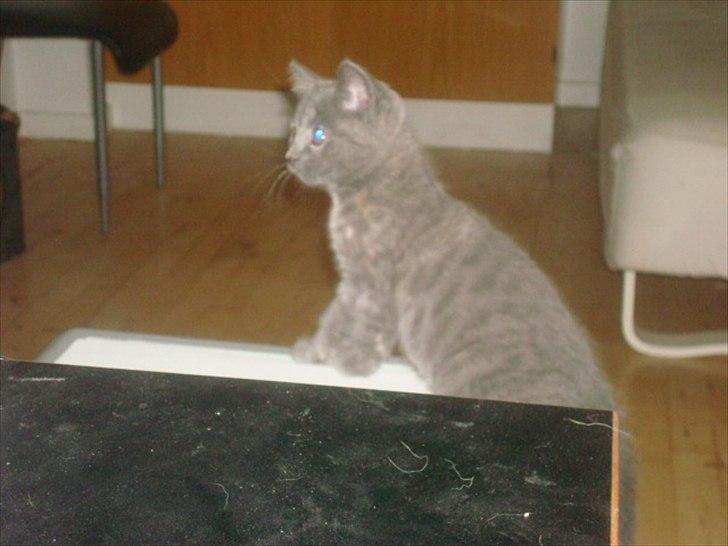 Huskat Abby billede 10