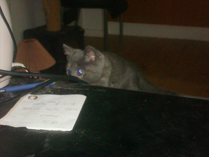 Huskat Abby billede 11