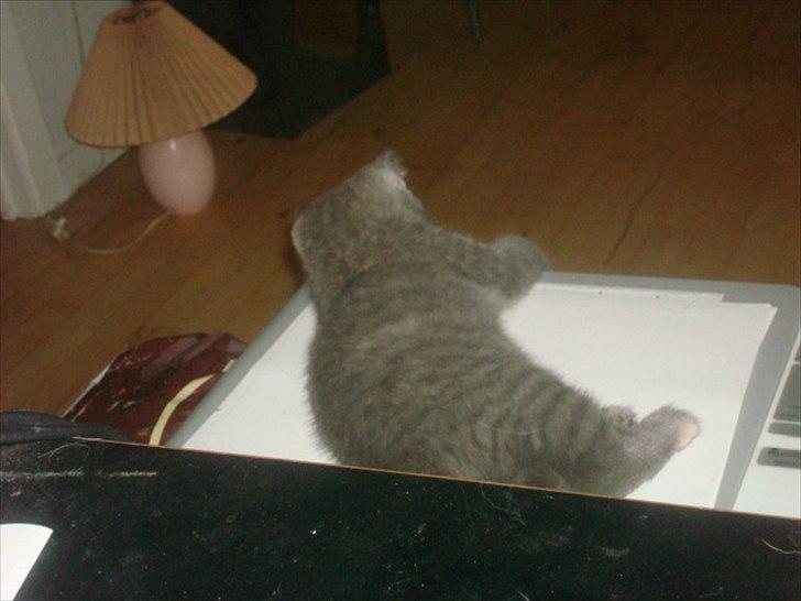 Huskat Abby billede 12