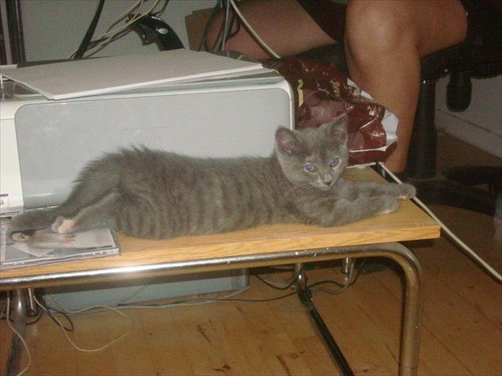 Huskat Abby - Her ligger hun i frø stilling... billede 13