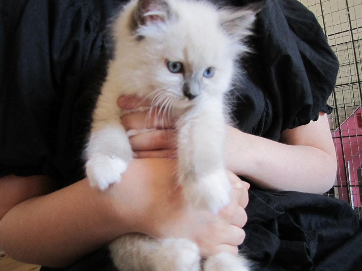 Ragdoll DK Lille Musse's Daredevil  aka Devil - 7 uger billede 17