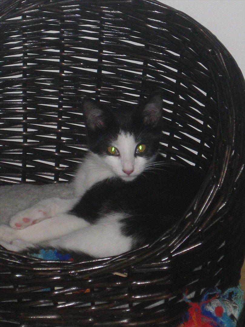 Huskat Bella billede 1