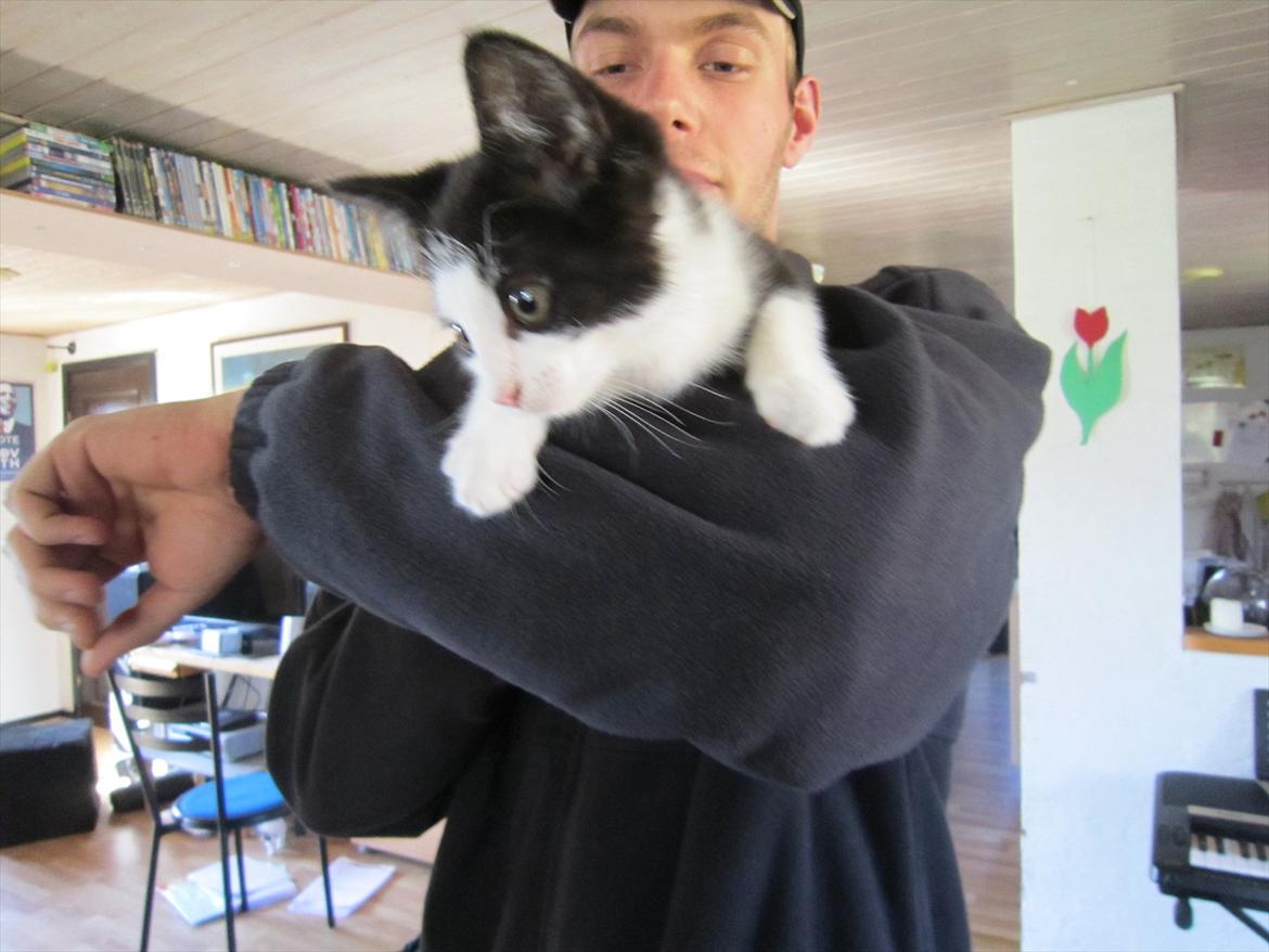 Huskat Bella billede 2