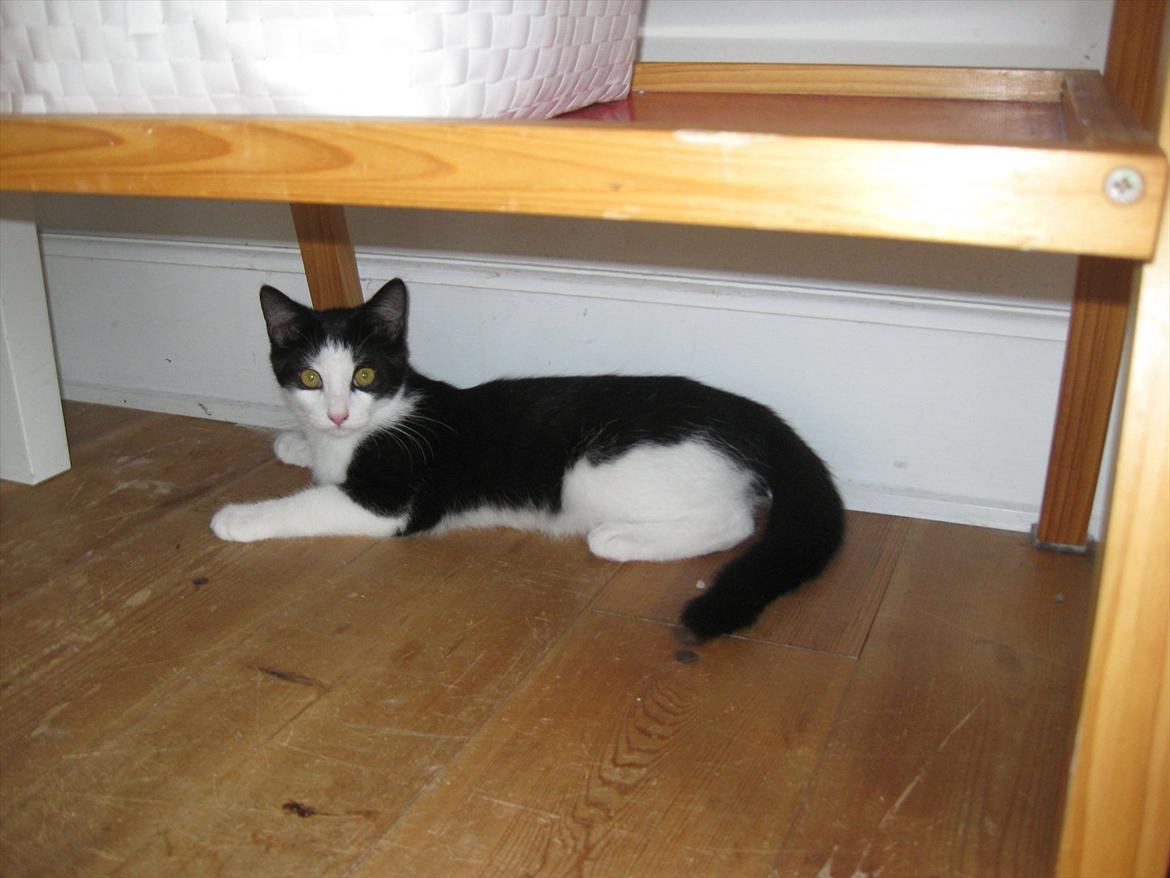 Huskat Bella billede 4