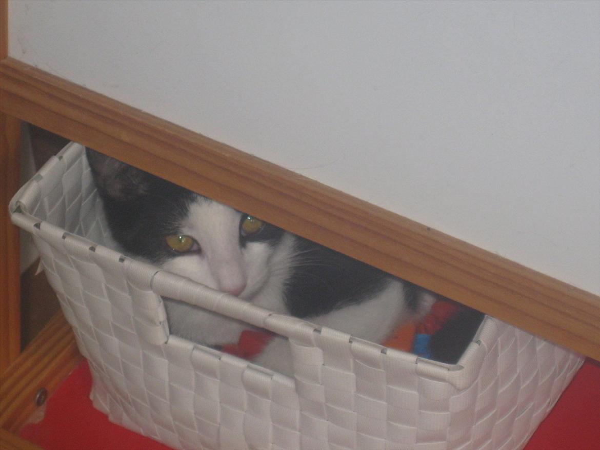 Huskat Bella billede 5