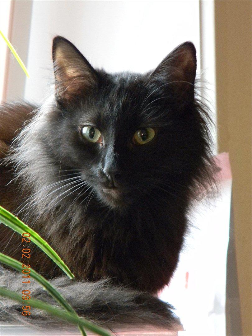 Norsk Skovkat CH DK Nobel-dream´s A Jump billede 25