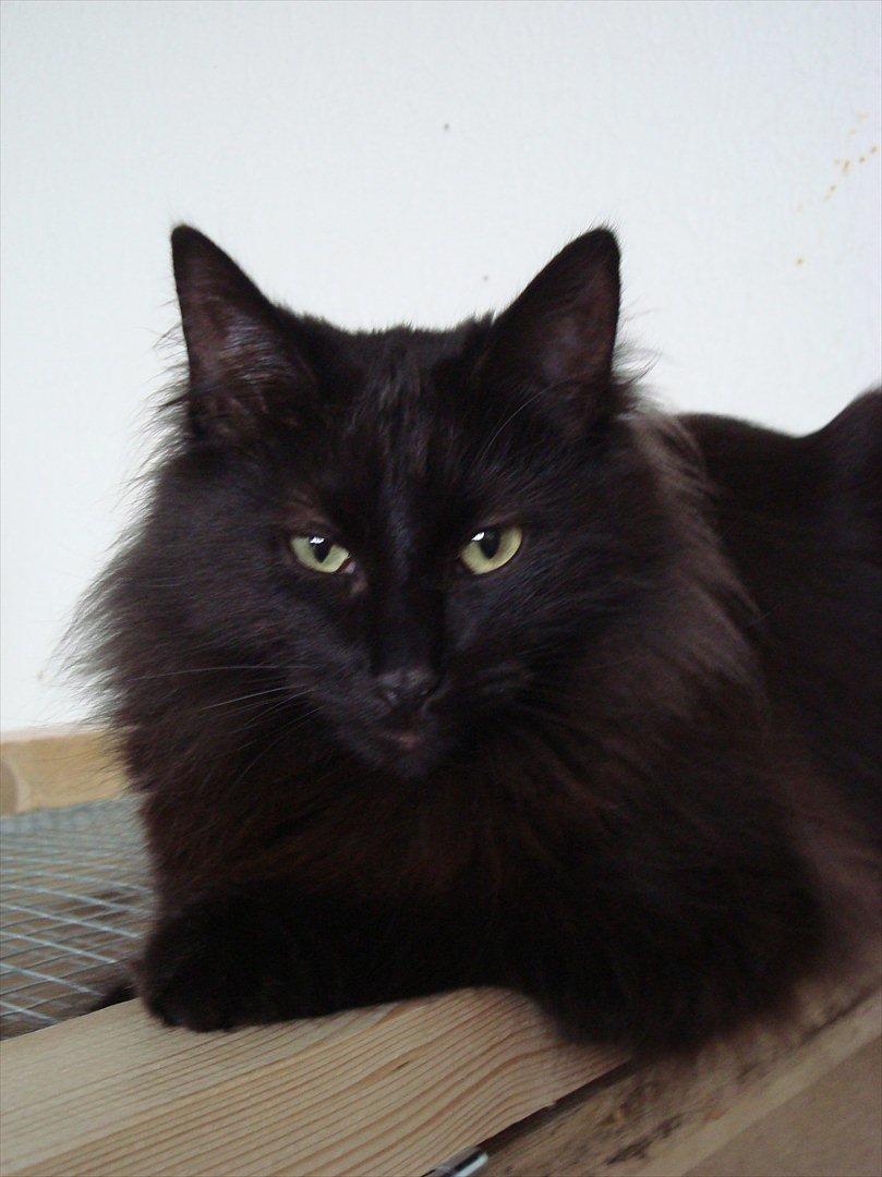 Norsk Skovkat CH DK Nobel-dream´s A Jump billede 26