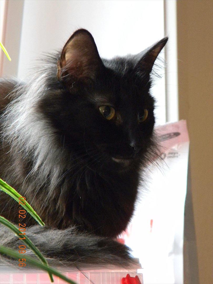 Norsk Skovkat CH DK Nobel-dream´s A Jump billede 31