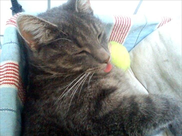 Huskat Laban billede 1