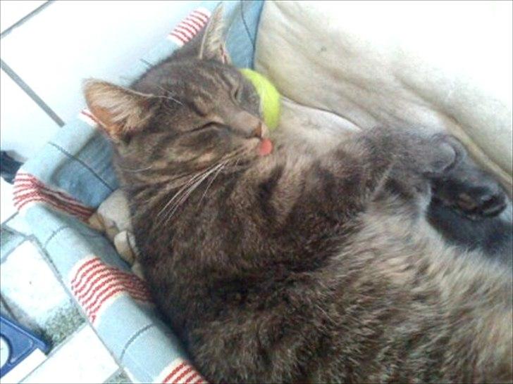 Huskat Laban billede 2