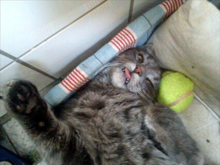 Huskat Laban billede 3