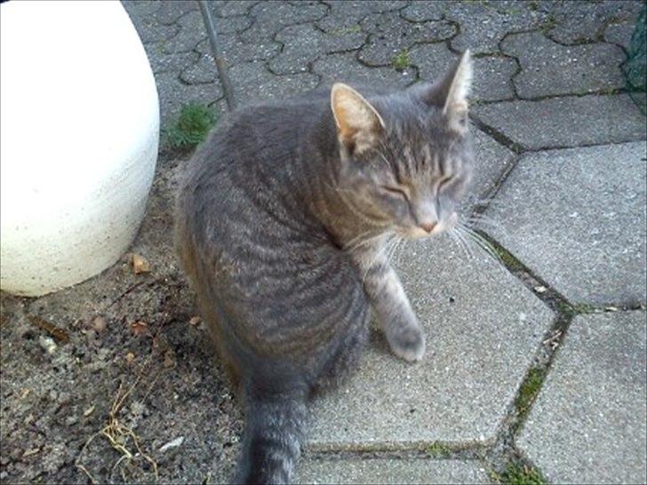 Huskat Laban billede 4