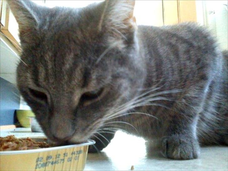 Huskat Laban - mad glad kat! <333 billede 5