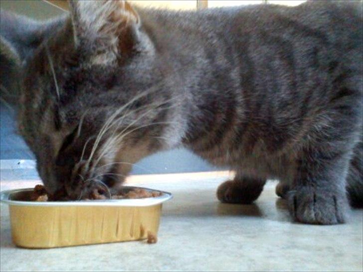 Huskat Laban billede 6