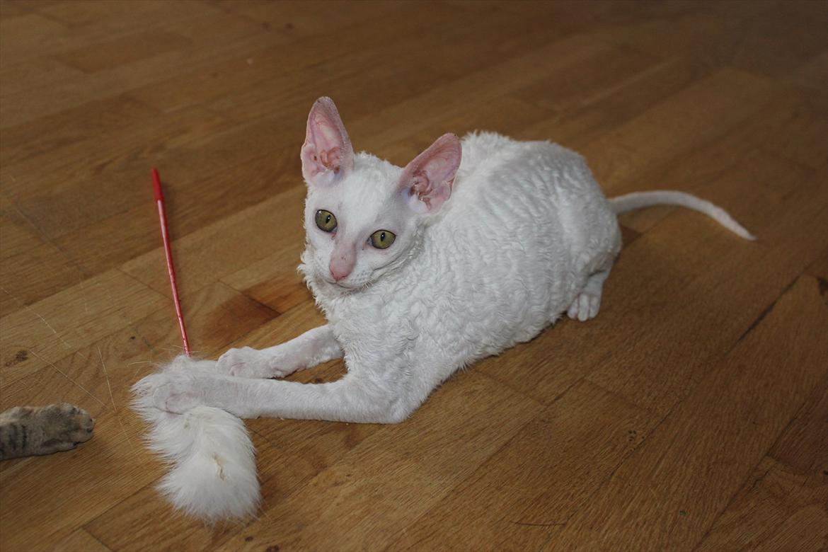 Cornish Rex DK Felis Schwencke Eowyn *Baby Boogie* - Baby leger med drillepind :) billede 16