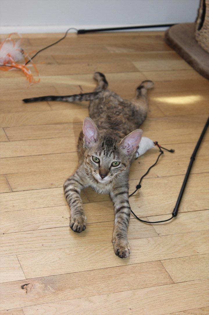 Cornish Rex Pixiepaws Buick Invicta *Tekop* - Min dejlige Tekop flader ud :D<3 billede 20