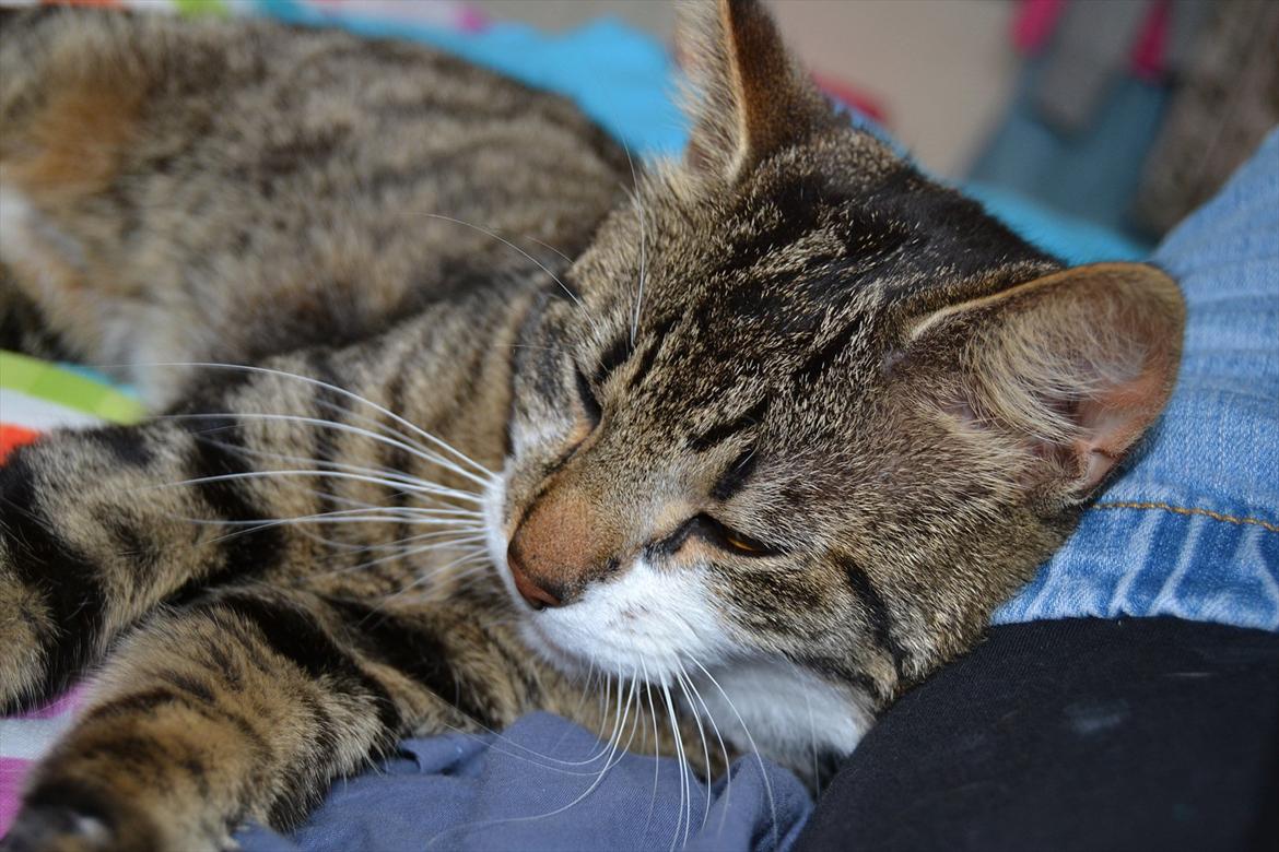 Huskat ARTHUR (kongen) billede 11