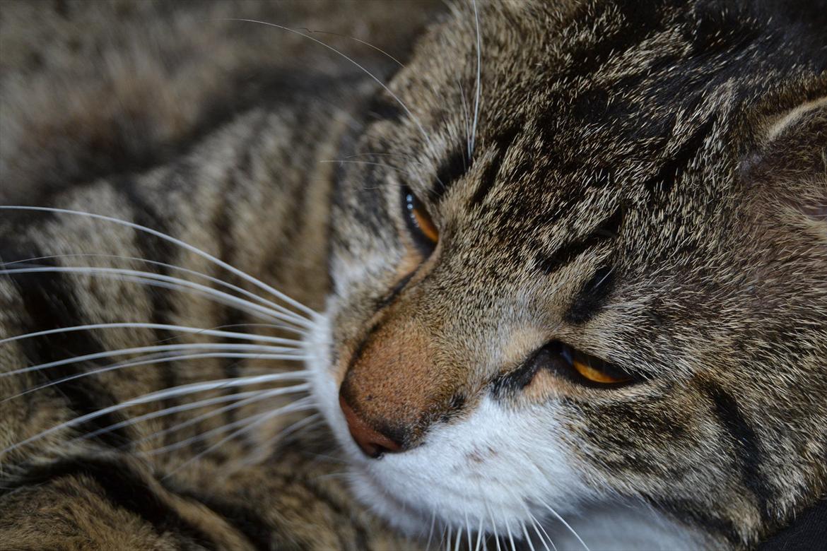 Huskat ARTHUR (kongen) billede 12