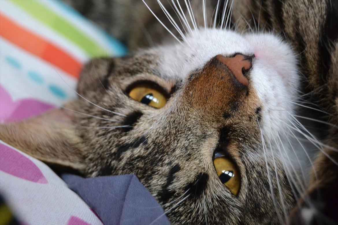 Huskat ARTHUR (kongen) billede 13