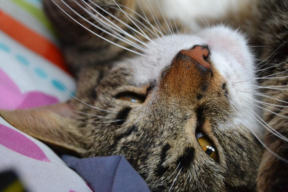 Huskat ARTHUR (kongen) billede 14