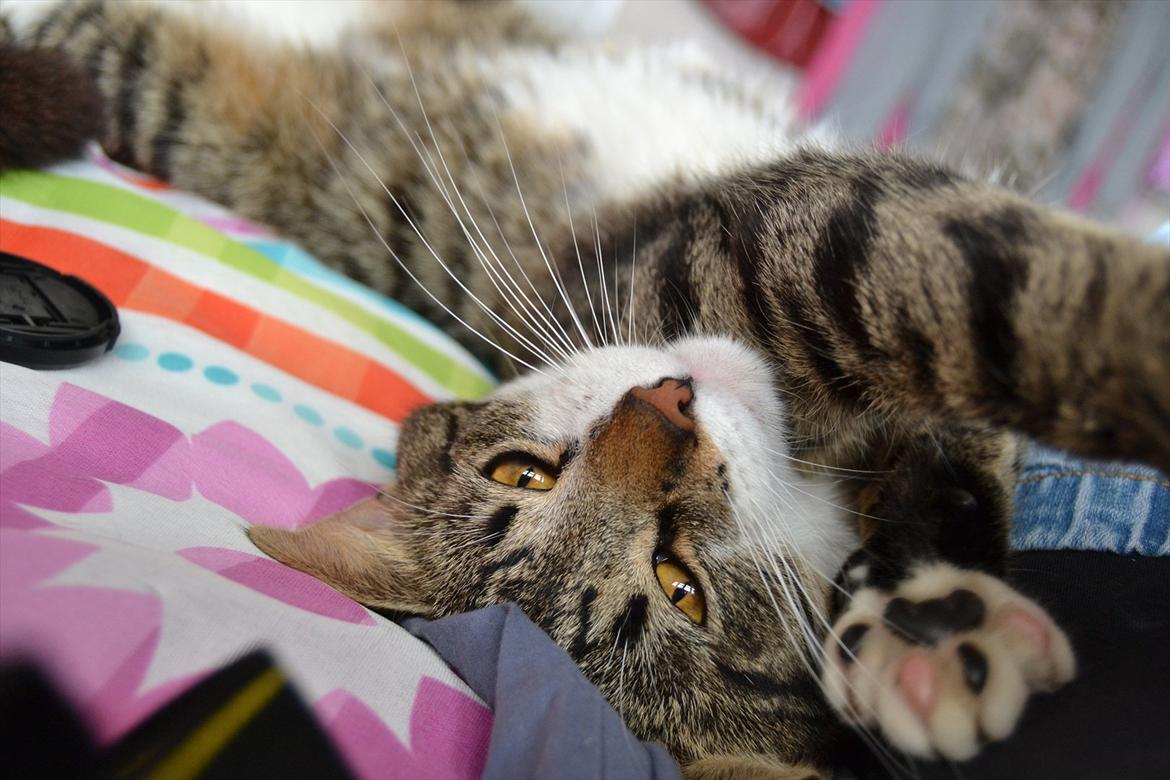 Huskat ARTHUR (kongen) billede 15