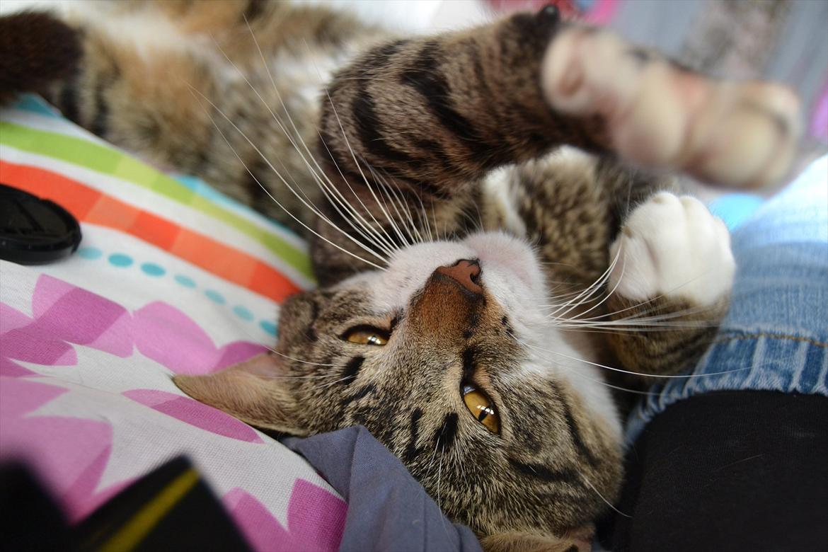 Huskat ARTHUR (kongen) billede 16