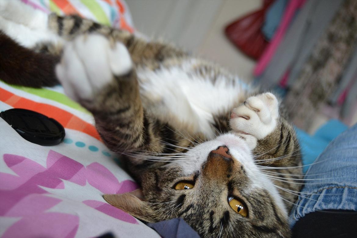 Huskat ARTHUR (kongen) billede 17