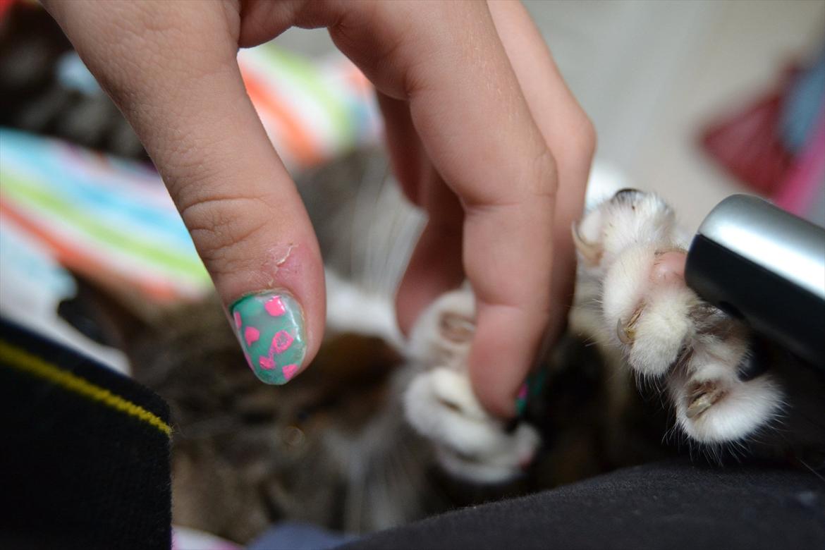 Huskat ARTHUR (kongen) billede 18