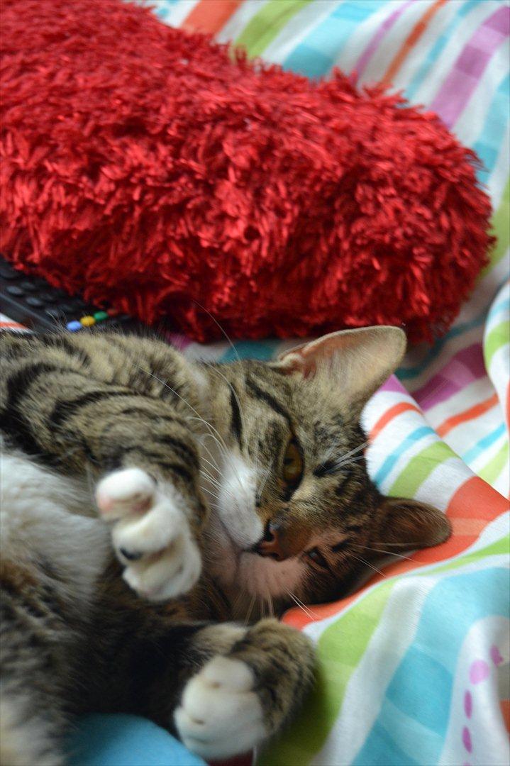 Huskat ARTHUR (kongen) billede 19