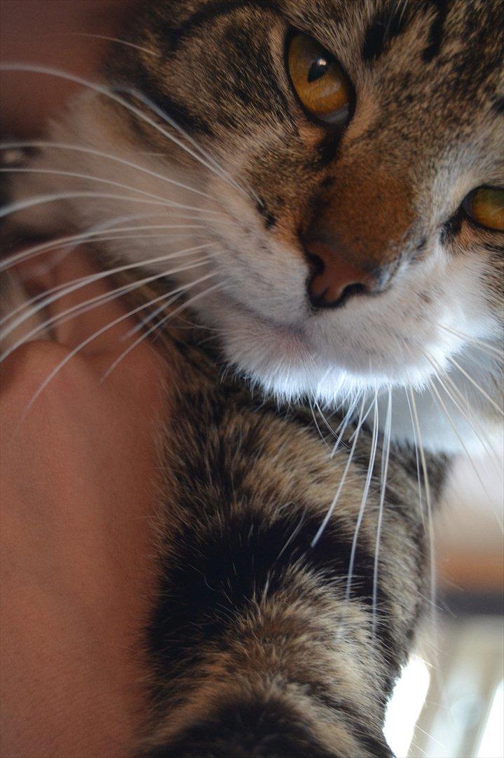 Huskat ARTHUR (kongen) billede 20