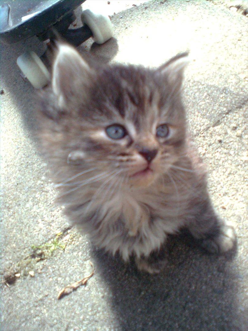 Huskat Sille billede 1