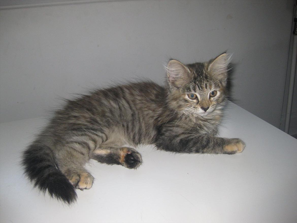 Huskat Sille billede 2